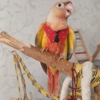 جوجه گرینچیک  2ماهه دستی