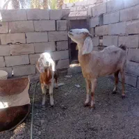 123|حیوانات مزرعه|گلباف, |دیوار