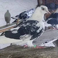 ۲۰ عدد جوجه پرشی بام ندیدی به فروش می رسد.|پرنده|کیاشهر, |دیوار