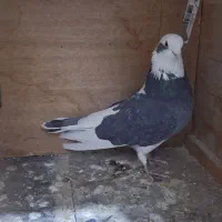 کبوتر پرشی|پرنده|ارومیه, |دیوار