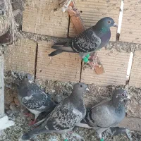 کبوتر بمب از تایباد برام آوردن|پرنده|تربت جام, میان جام|دیوار