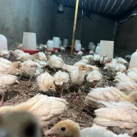 جوجه بوقلمون بیوتی 6 فوق سنگین