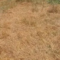 100متر زمین سند دار زینب اباد