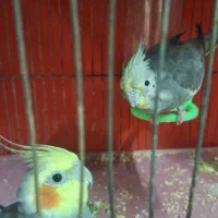 عروس جفت سیامون|پرنده|مشهد, شهید قربانی|دیوار