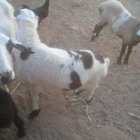 بره سبک