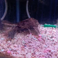 لجن خوار مامله با دوتا. سایز متوسط|ماهی|کرمان, |دیوار