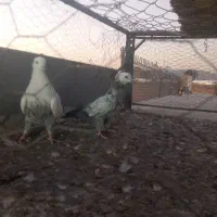 دم سبز  کاکل جوجه بندی|پرنده|شیراز, شهرک مطهری|دیوار