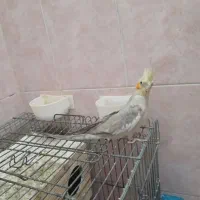 عروس هلندی ماده