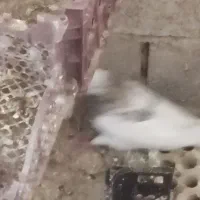 کبوتر