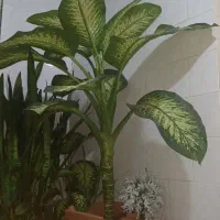 فروش  انواع گل...