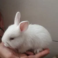 خرگوش تزیینی|موش و خرگوش|قروه, |دیوار