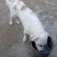 سگ‌پاکوتاه