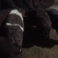 بره نر|حیوانات مزرعه|نقده, |دیوار