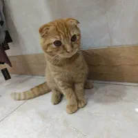 گربه اسکاتیش