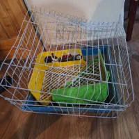 قفس خوکچه هندی