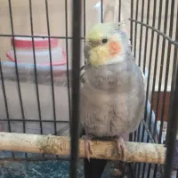 یه جفت طوطی مولد با جوجه سخنگو شش کلام|پرنده|تهران, جوادیه تهرانپارس|دیوار