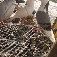 کبوتر|پرنده|طارم (زنجان), |دیوار