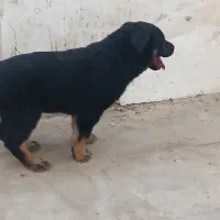 روتوایلر|سگ|قم, شهر قائم|دیوار