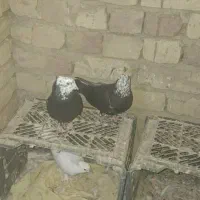 کفتر کله ماستی و کبوتر دم قهوه ای دمسیاه دم سیاه|پرنده|قم, کیوانفر|دیوار