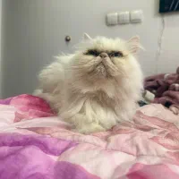 گربه پرشین سوپر فلت|گربه|مشهد, گوهرشاد|دیوار