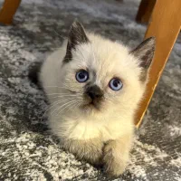 گربه بریتیش