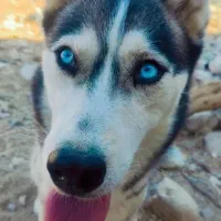 فروش سگ هاسکی