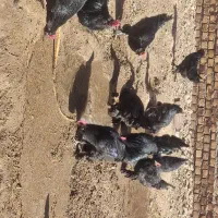 خروس جوان مرندی اصل وباکیفیت|حیوانات مزرعه|تایباد, |دیوار