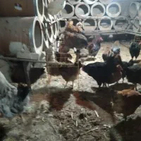 مرغ تخمگذار محلی