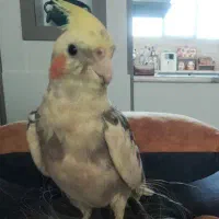 عروس هلندی دستی