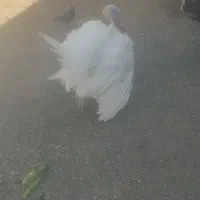 بوقلمون سفید