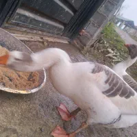 غازدورگه بزرگ