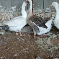 غاز درجه یک