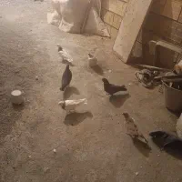 کبوتر طوقی|پرنده|کرمانشاه, |دیوار