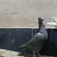 کفتر پرشی