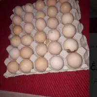 تخم مرغ گلپایگانی