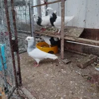 طوقی آبی . ماده