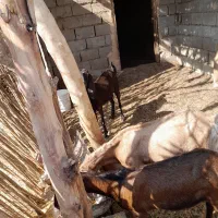 فروش بز آبستن و۳ عدد پاچن چاق برا مالداری و ...|حیوانات مزرعه|ایرانشهر, |دیوار
