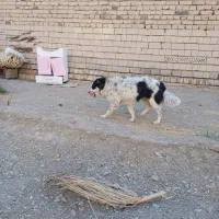 حیوان خانگی