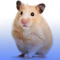 فروش چندین همستر خوشگل زیبا هم کوچیک هم بزرگ