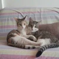 واگذاری گربه به صورت رایگان