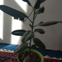 گل اپارتمانی|گل و گیاه طبیعی|میاندوآب, |دیوار