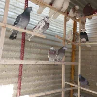 کفتر ی کبوتر|پرنده|تهران, آذری|دیوار