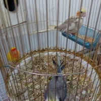 یک جفت عروس هلندی باتمام لوازم