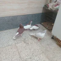 چهار عدد ساده