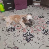 واگذاری توله سگ شیتزو ۳ماهه