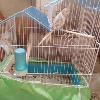 عروس هلندی