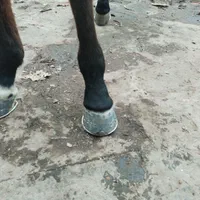 سلام نعلبندی وقیار اسب|اسب و تجهیزات اسب‌سواری|مشهد, عسگریه|دیوار