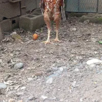 خروس لاری ابرش