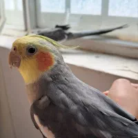 دوعدد عروس‌هلندی‌نر.دستی سخنگو|پرنده|قیدار, |دیوار