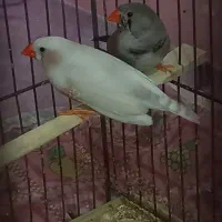 پرنده